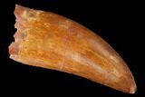 Serrated, Carcharodontosaurus Tooth - Real Dinosaur Tooth #169709-1